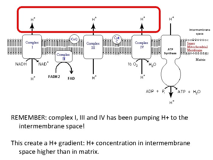 Intermembrane space ATP Synthase FADH 2 FAD REMEMBER: complex I, III and IV has