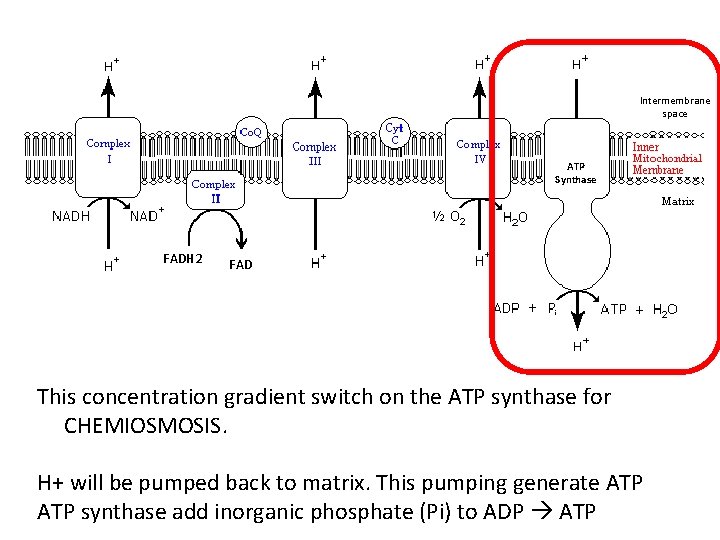 Intermembrane space ATP Synthase FADH 2 FAD This concentration gradient switch on the ATP