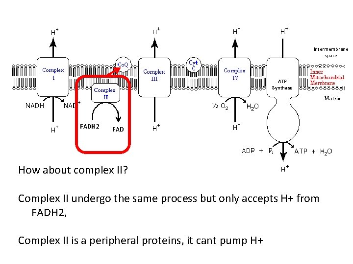 Intermembrane space ATP Synthase FADH 2 FAD How about complex II? Complex II undergo