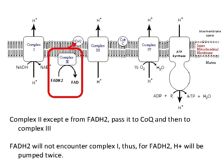 Intermembrane space ATP Synthase FADH 2 FAD Complex II except e from FADH 2,