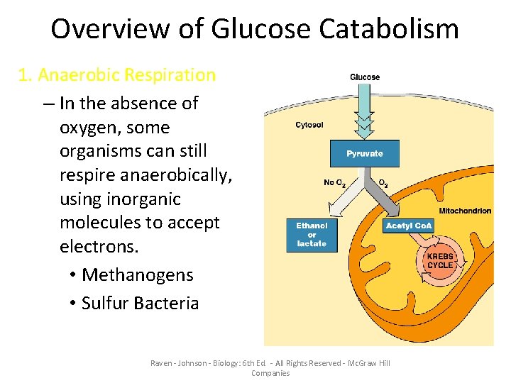 Overview of Glucose Catabolism 1. Anaerobic Respiration – In the absence of oxygen, some