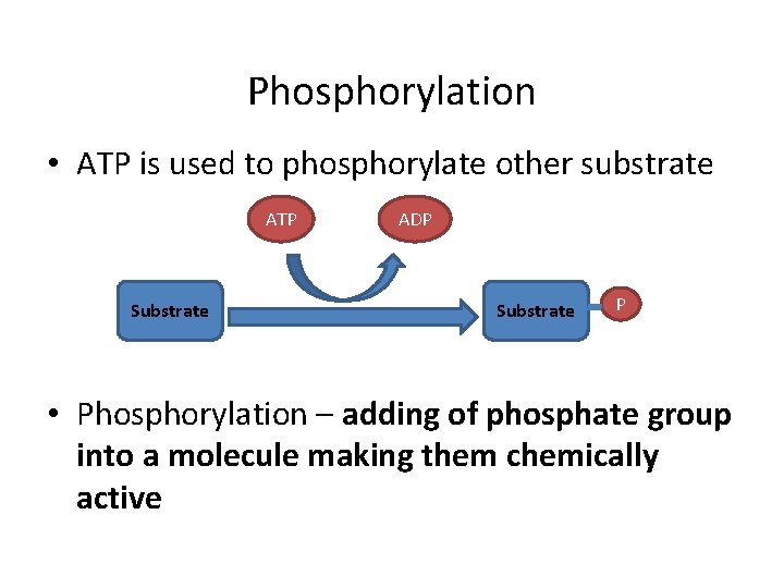 Phosphorylation • ATP is used to phosphorylate other substrate ATP Substrate ADP Substrate P