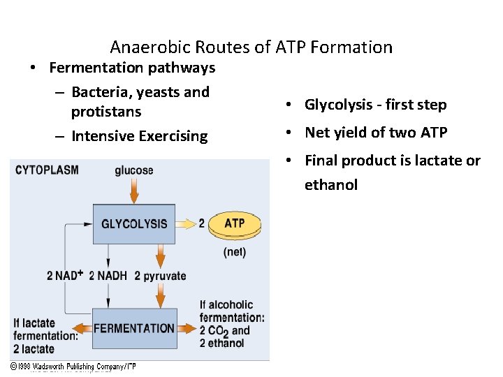 Anaerobic Routes of ATP Formation • Fermentation pathways – Bacteria, yeasts and protistans –