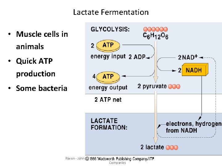 Lactate Fermentation • Muscle cells in animals • Quick ATP production • Some bacteria