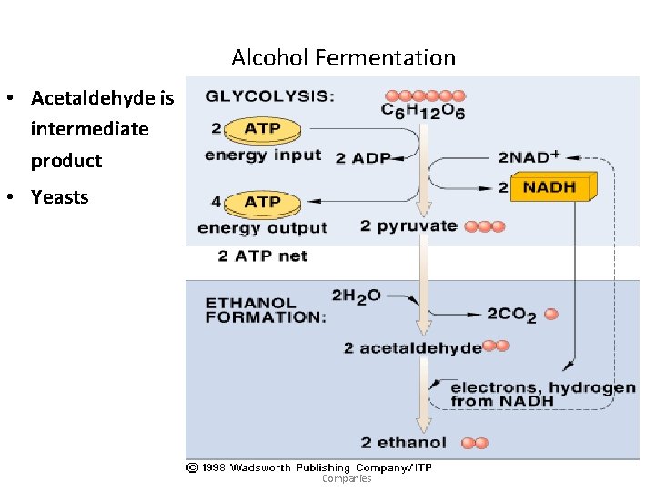 Alcohol Fermentation • Acetaldehyde is intermediate product • Yeasts Raven - Johnson - Biology: