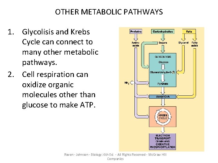 OTHER METABOLIC PATHWAYS 1. Glycolisis and Krebs Cycle can connect to many other metabolic