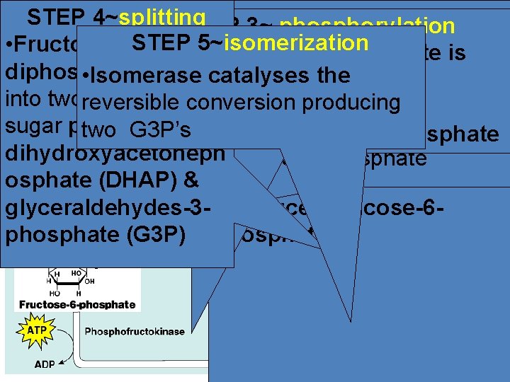 STEP 4~splitting STEP 1~ 2~ phosphorylation isomerization STEP 3~ phosphorylation STEP 5~isomerization • Fructose-1,