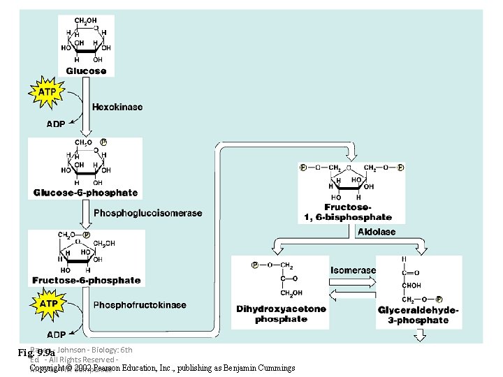 Fig. Raven 9. 9 a- Johnson - Biology: 6 th Ed. - All Rights