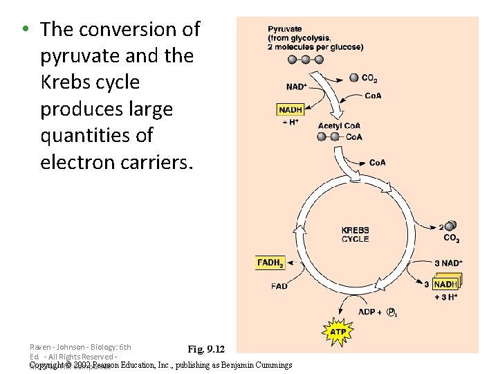  • The conversion of pyruvate and the Krebs cycle produces large quantities of