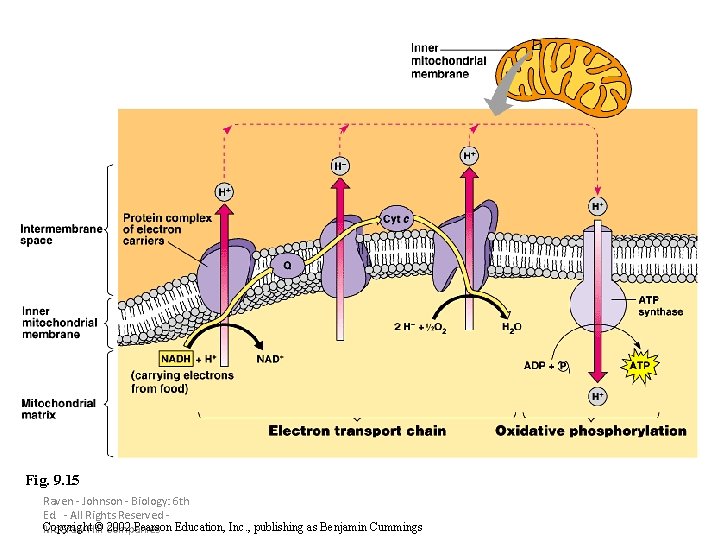 Fig. 9. 15 Raven - Johnson - Biology: 6 th Ed. - All Rights