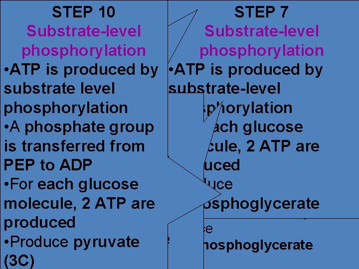 Step 6: 7 STEP 10 8 STEP & phosphorylation Phoshate Substrate-level group oxidation Substrate-level