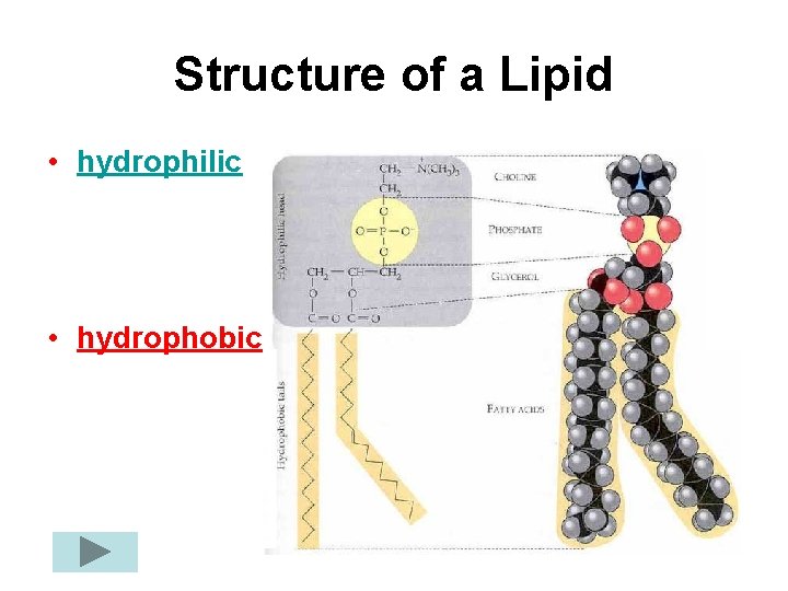 Structure of a Lipid • hydrophilic • hydrophobic 