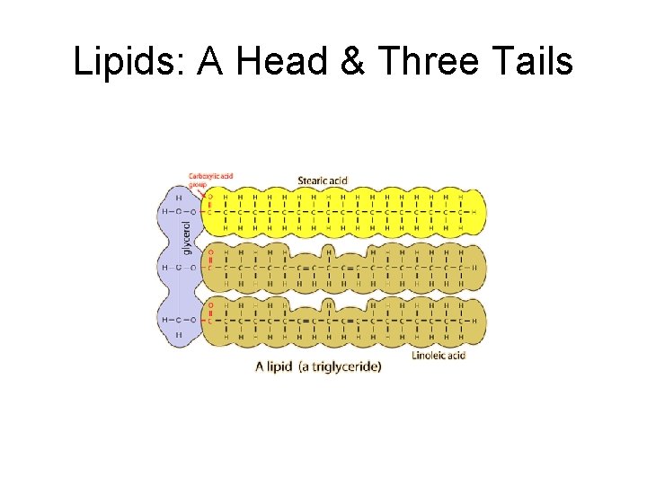 Lipids: A Head & Three Tails 