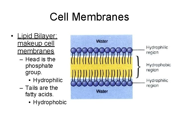 Cell Membranes • Lipid Bilayer: makeup cell membranes – Head is the phosphate group.