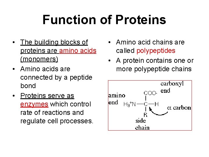 Function of Proteins • The building blocks of proteins are amino acids (monomers) •