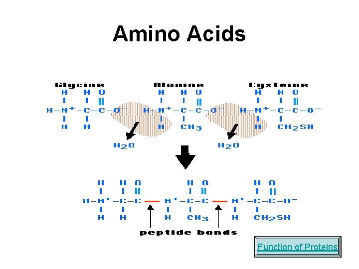 Amino Acids Function of Proteins 