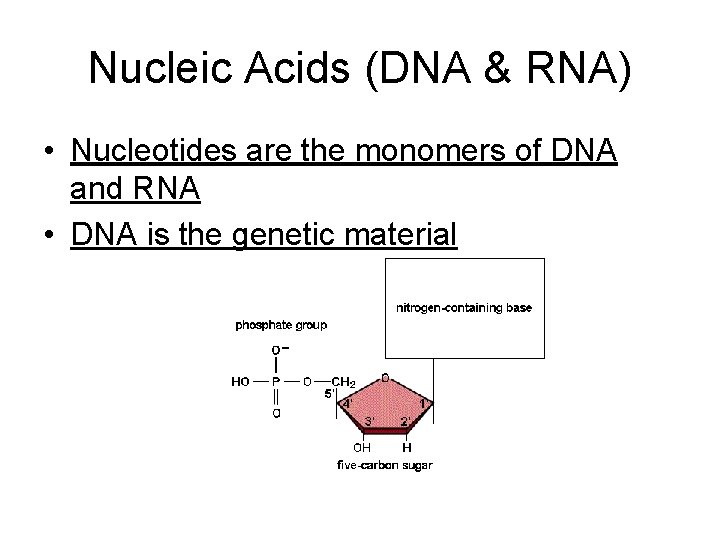 Nucleic Acids (DNA & RNA) • Nucleotides are the monomers of DNA and RNA