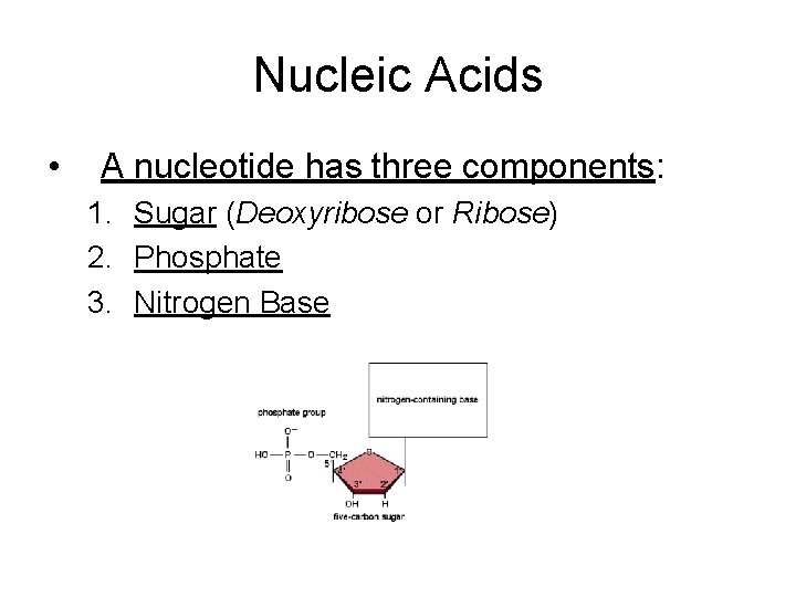 Nucleic Acids • A nucleotide has three components: 1. Sugar (Deoxyribose or Ribose) 2.