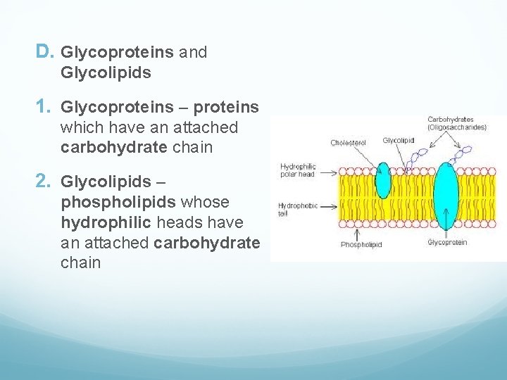 D. Glycoproteins and Glycolipids 1. Glycoproteins – proteins which have an attached carbohydrate chain