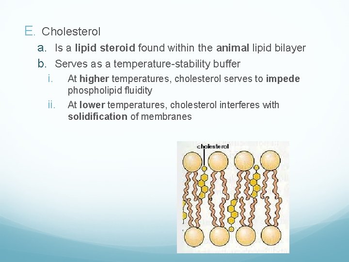 E. Cholesterol a. Is a lipid steroid found within the animal lipid bilayer b.