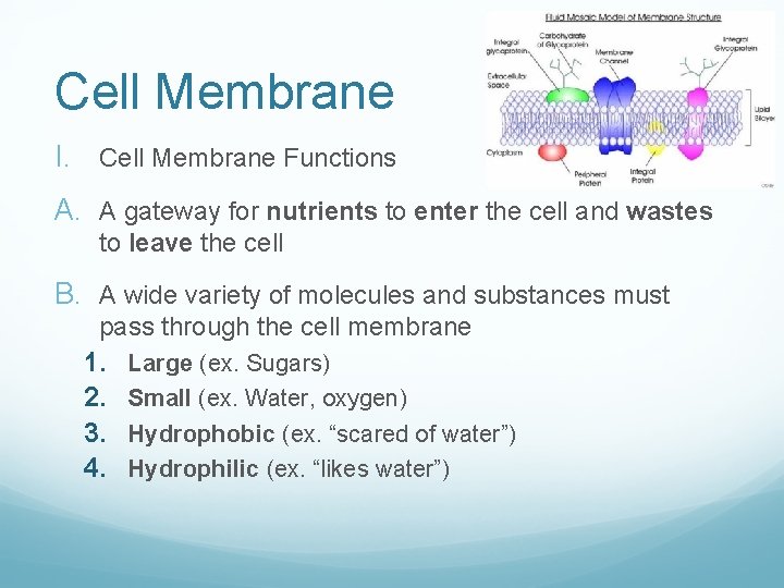Cell Membrane I. Cell Membrane Functions A. A gateway for nutrients to enter the