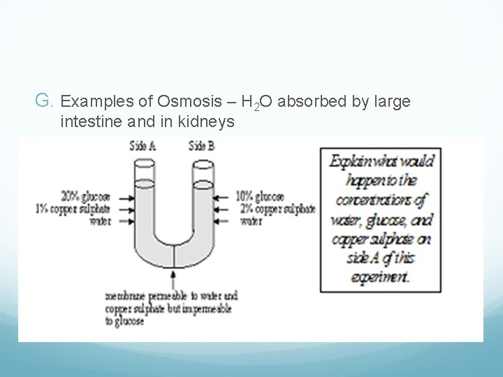 G. Examples of Osmosis – H 2 O absorbed by large intestine and in