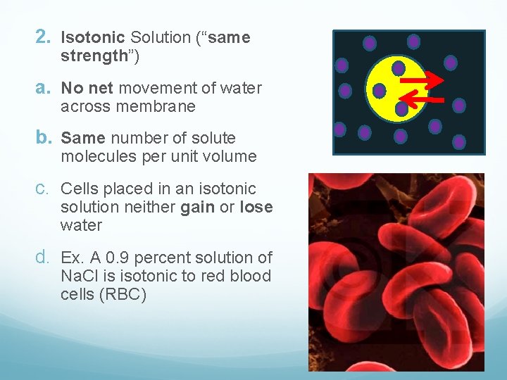 2. Isotonic Solution (“same strength”) a. No net movement of water across membrane b.