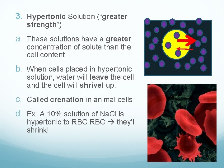 3. Hypertonic Solution (“greater strength”) a. These solutions have a greater concentration of solute