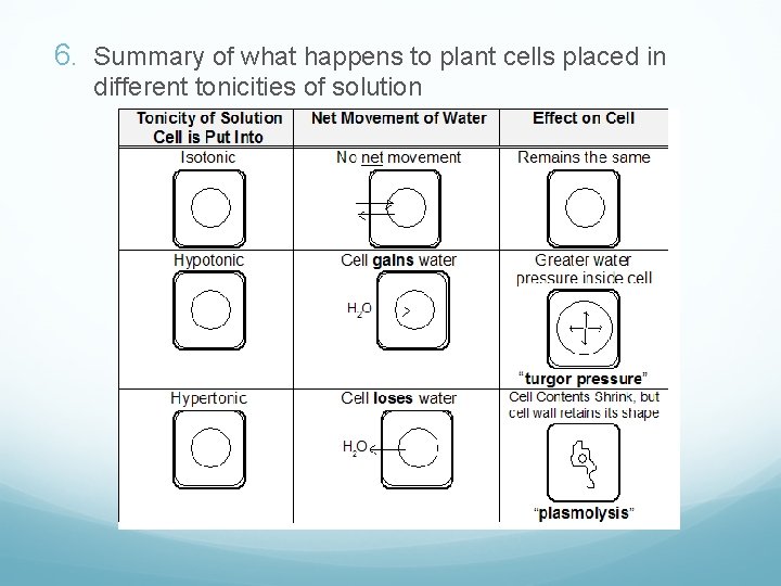 6. Summary of what happens to plant cells placed in different tonicities of solution