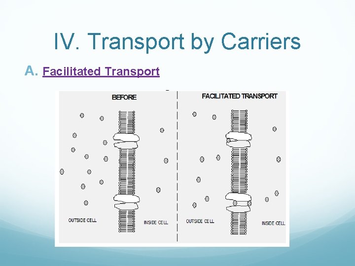 IV. Transport by Carriers A. Facilitated Transport 