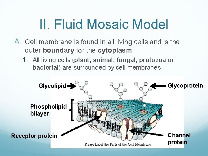 II. Fluid Mosaic Model A. Cell membrane is found in all living cells and
