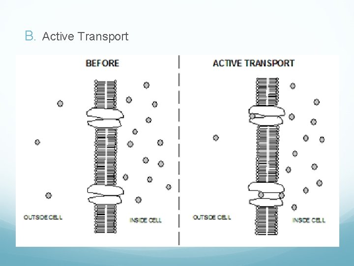 B. Active Transport 