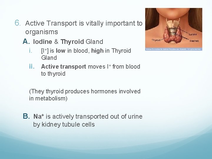 6. Active Transport is vitally important to organisms A. Iodine & Thyroid Gland i.