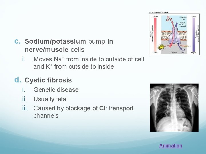 c. Sodium/potassium pump in nerve/muscle cells i. Moves Na+ from inside to outside of