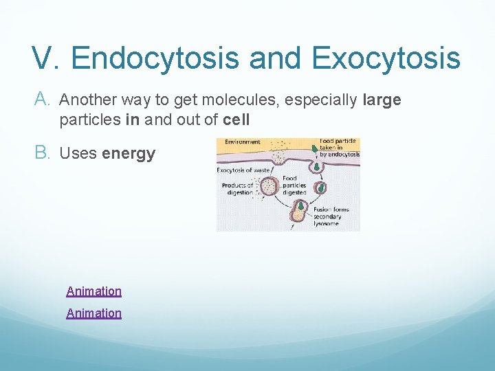 V. Endocytosis and Exocytosis A. Another way to get molecules, especially large particles in