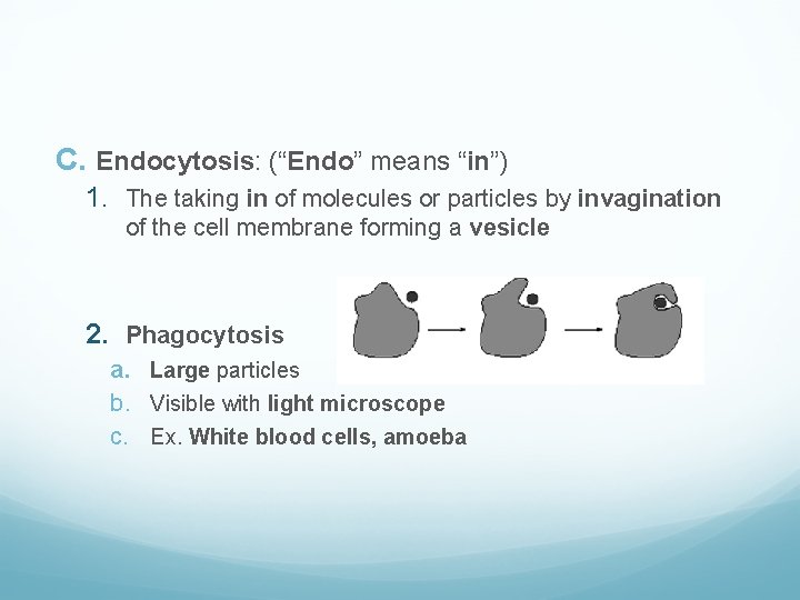 C. Endocytosis: (“Endo” means “in”) 1. The taking in of molecules or particles by