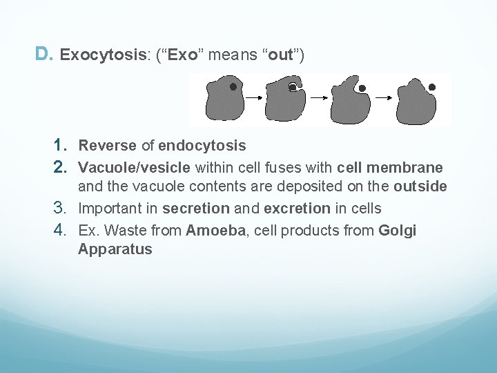 D. Exocytosis: (“Exo” means “out”) 1. Reverse of endocytosis 2. Vacuole/vesicle within cell fuses