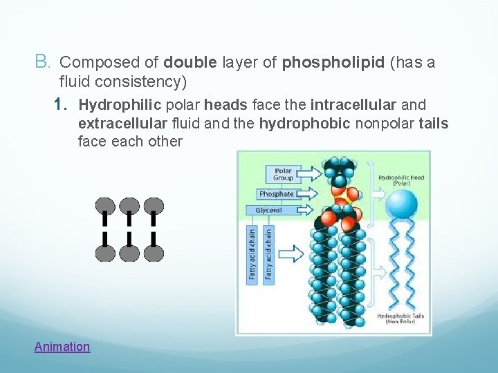 B. Composed of double layer of phospholipid (has a fluid consistency) 1. Hydrophilic polar