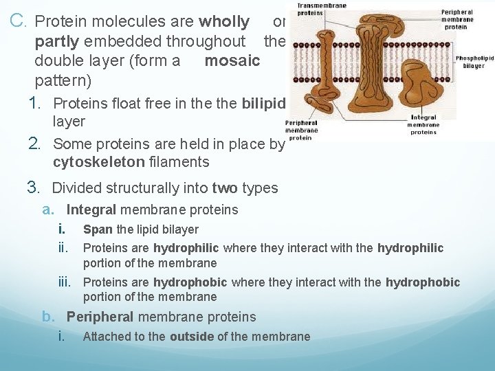C. Protein molecules are wholly or the partly embedded throughout double layer (form a