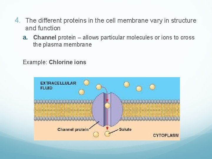 4. The different proteins in the cell membrane vary in structure and function a.