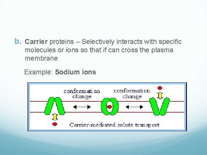 b. Carrier proteins – Selectively interacts with specific molecules or ions so that if