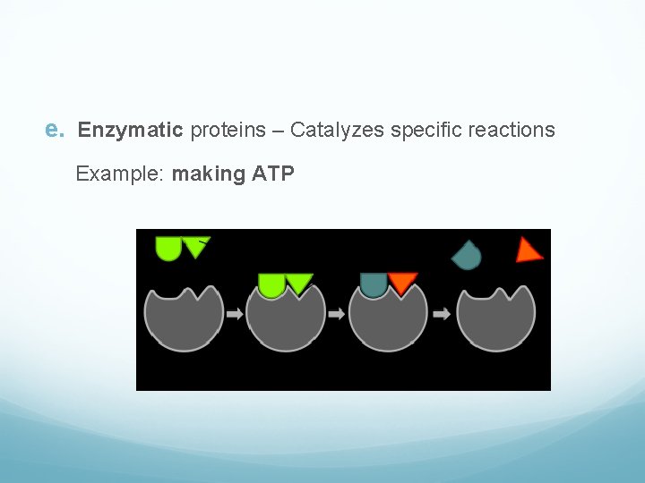 e. Enzymatic proteins – Catalyzes specific reactions Example: making ATP 
