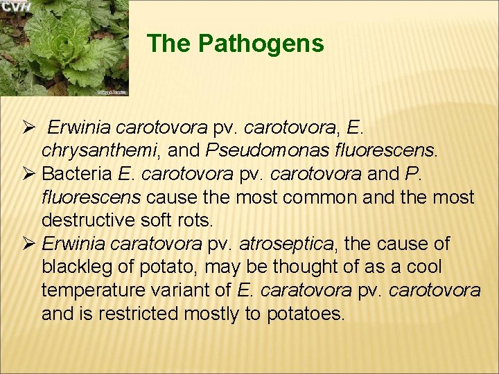 The Pathogens Ø Erwinia carotovora pv. carotovora, E. chrysanthemi, and Pseudomonas fluorescens. Ø Bacteria