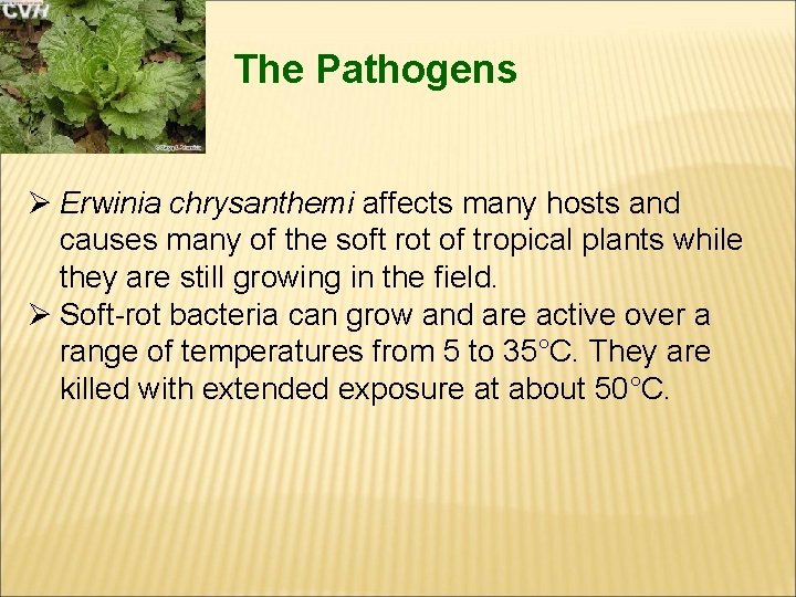 The Pathogens Ø Erwinia chrysanthemi affects many hosts and causes many of the soft