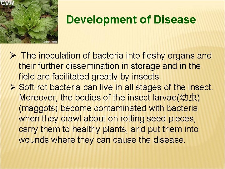 Development of Disease Ø The inoculation of bacteria into fleshy organs and their further