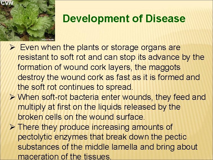 Development of Disease Ø Even when the plants or storage organs are resistant to