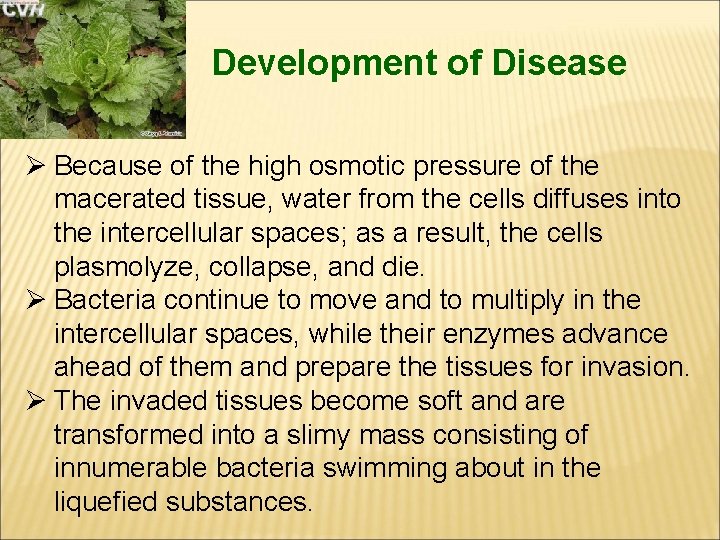 Development of Disease Ø Because of the high osmotic pressure of the macerated tissue,