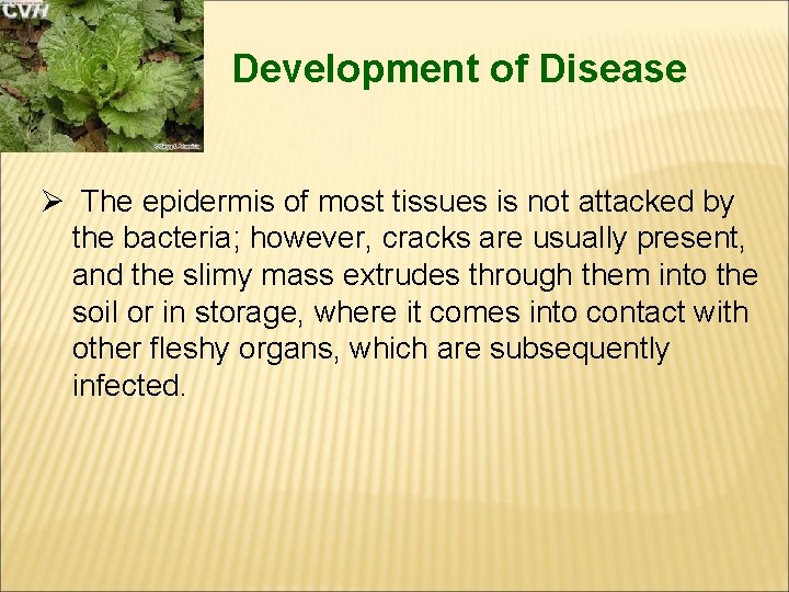 Development of Disease Ø The epidermis of most tissues is not attacked by the