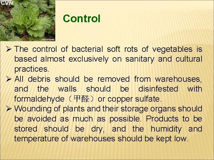 Control Ø The control of bacterial soft rots of vegetables is based almost exclusively