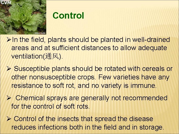 Control ØIn the field, plants should be planted in well-drained areas and at sufficient